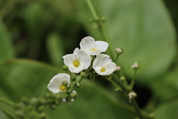 Cambodia. Echinodorus cordifolius, the spade-leaf sword or creeping burhead, is a species of aquatic plants in the Alismatales. 