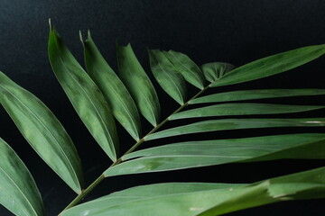 Naklejka na ściany i meble green plant on black background