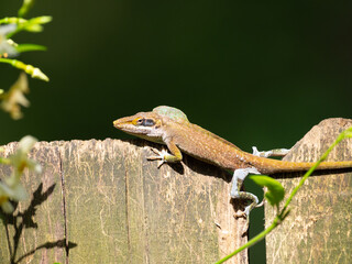 Green Anole with Reddish Brown Color Resting on Top of a Wooden Fence Board