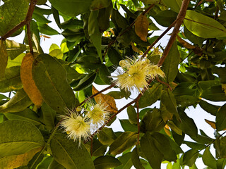 The newly grown guava flowers are on the tree.