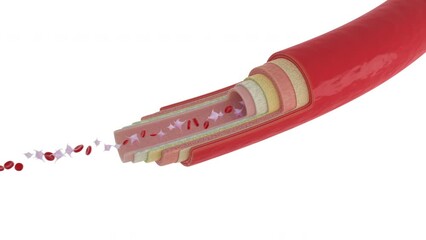 Blood circulation analysis for the scientific biology research of platelets. Visualisation of the blood circulation analysis for biological study. Analysing blood circulation for biology research