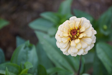  White zinnia flowers blooming with beautiful petals in a Thai public park.