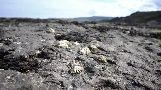 Sea shells stuck in the rocks.