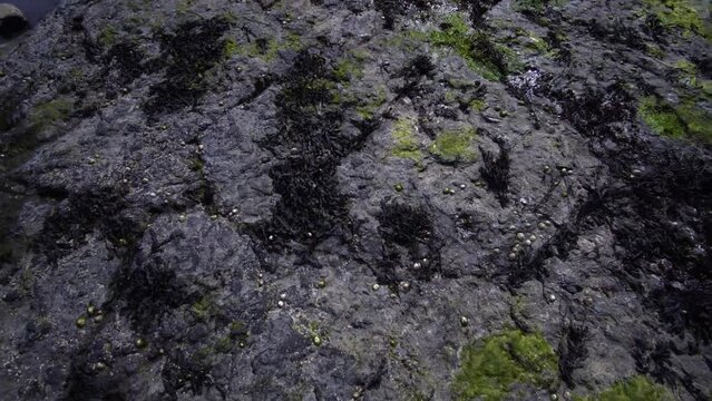 360 shot of sea weed and sea shells on the shore.