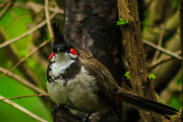 red winged blackbird