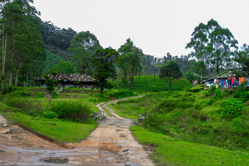 path in the forest village