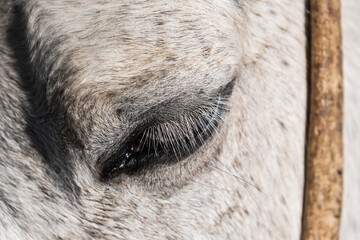 macro close-up of horse in field