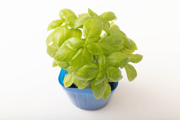 スイートバジル