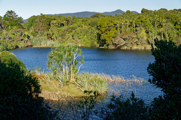 Fototapeta na wymiar Cabbage trees at Kaihoka Lakes, Golden Bay, Aotearoa / New Zealand.