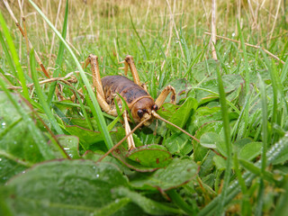Stephens Island weta or Cook Strait giant weta on Maud Island. Endemic to New Zealand.
