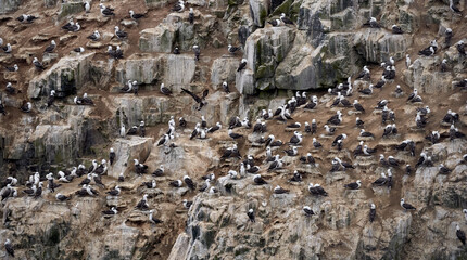 Fototapeta premium Birds in Chilean Sea