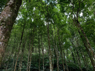 forest in the morning