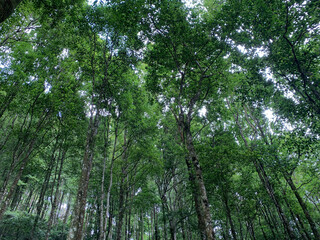 Fototapeta premium forest in the morning