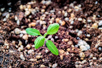 Looking down at a tomato plant seedling.