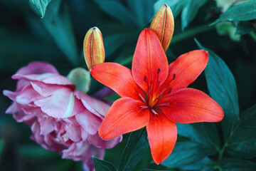 Wood lily and Mountain Peony. Plant
Lilium philadelphicum, also known as the wood lily, Philadelphia lily, prairie lily, or western red lily. Floral concept and background. 