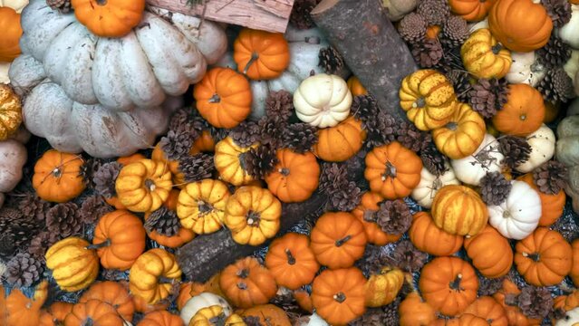 Pumpkins background. suitable for thanksgiving, christmas, halloween themes