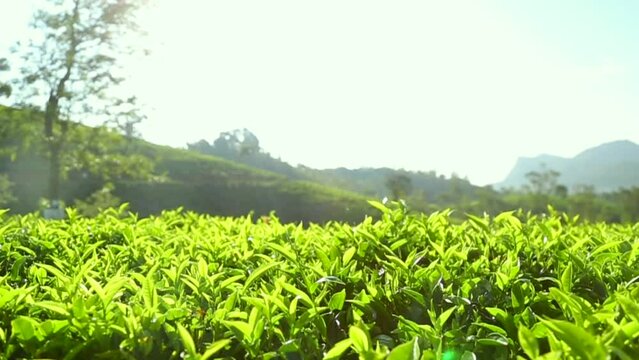 Tea plantation industry export agriculture Sri Lanka green tea leaves tea bush close up landscape hand picking tea plucking