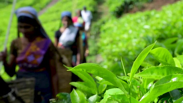 Tea plantation industry export agriculture Sri Lanka green tea leaves tea bush close up landscape hand picking tea plucking