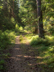 dirt road in a spruce forest