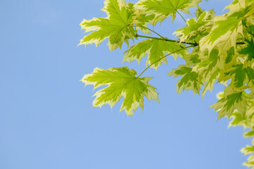 maple. leafs on a blue sky background . herbarium.