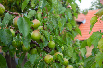 Obraz premium Green apricots on a lovely rainy day. Minimal nature concept.