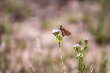 dragonfly on the grass
