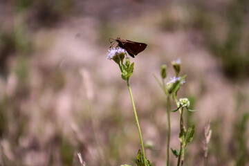 butterfly on thistle