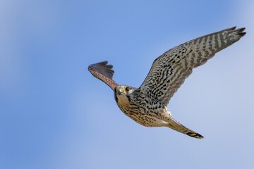 青空バックに餌を探して飛ぶ子育て中のチョウゲンボウメス