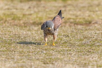 子供のために広場で必死に餌を探す子育て中のチョウゲンボウ オス