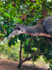 heron ardea cinerea