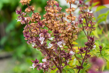 The bee is collecting nectar from flowers.