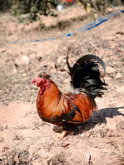 rooster in the farm