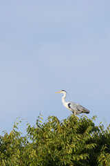 早朝の木の上から辺りを望むアオサギ