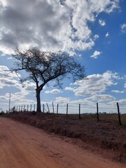 tree on the field