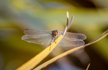 close up of a dragonfly