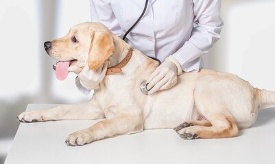 Fototapeta na wymiar Veterinary near dog's in clinic. Animal treatment