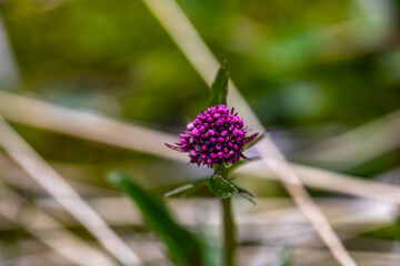 Valeriana dioica growing in meadow, close up	