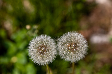 Taraxacum officinale in meadow, close up	