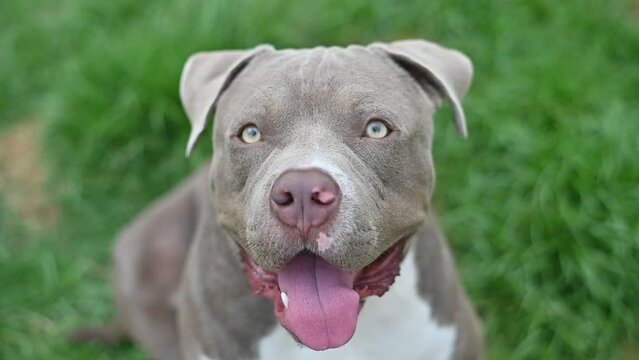 American Pitbull terrier dog lying on the grass at home , Pitbull friendly funny dog pet of American family 