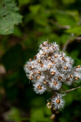 Petasites paradoxus flower in meadow