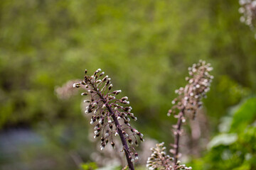 Petasites paradoxus flower growing in meadow