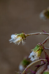 Petasites paradoxus flower in meadow, close up shoot	