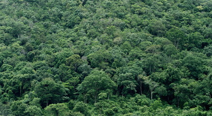 Texture of natural forest have many trees green leaves look moist and plentiful
