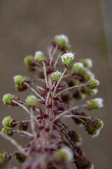 Petasites paradoxus flower growing in meadow, close up shoot	