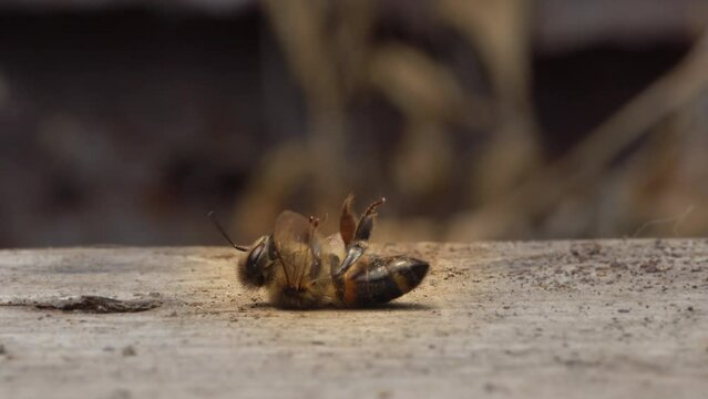 The bee is dying. A dead bee macro. The death of honey bees and environmental pollution by pesticides. Beekeeping or apiculture