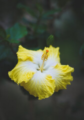 Close-up photo of blooming hawaiian hibiscus flower with yellow-white petal color