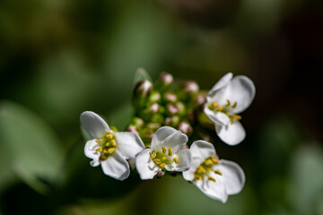 Noccaea montana growing in meadow, macro