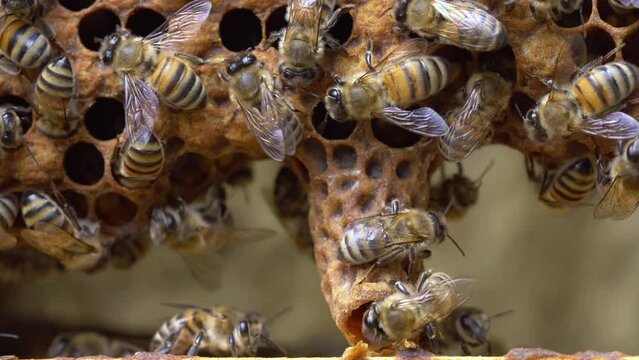 Queen cell close up in bee colonies. Beekeeping. Queen bee. Swarm or Supersedure Cells