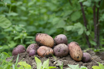 Pile of freshly dug multicolored potatoes