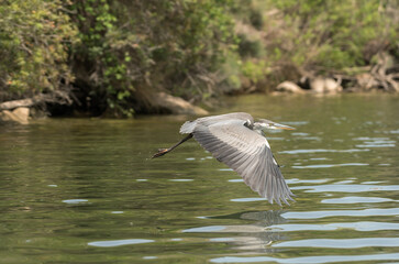 Gray Heron, Ardea cinerea, flying over Ribarroja reservoir, Aragon, Spain